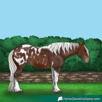Horse Color:Silver Brown Tobiano Appaloosa