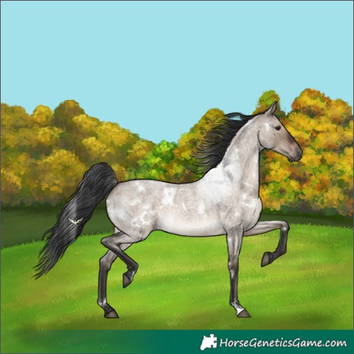 Horse Color:White Spotted Brown Roan Dun
