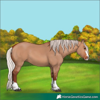 Horse Color:Chocolate Silver Bay Dun 