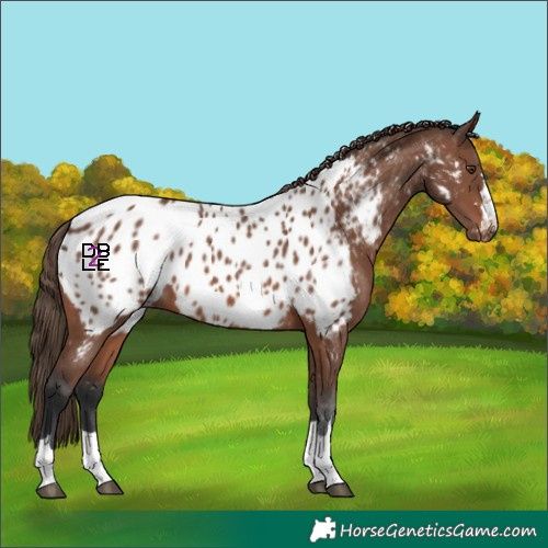 Horse Color:Brown Mushroom Near Leopard