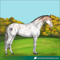 Horse Color:White Spotted Bay Mushroom Near Leopard