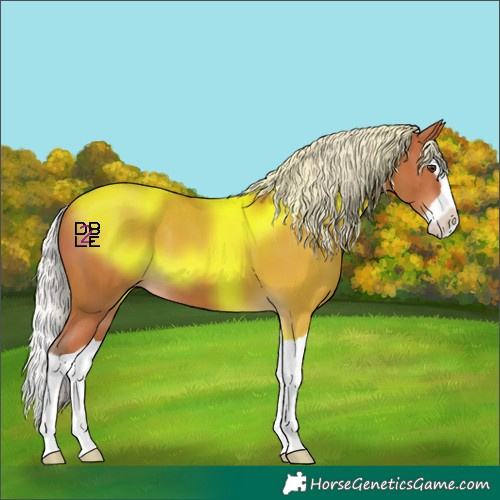 Horse Color:Silver Bay Splash 