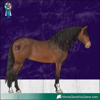 Horse Color:Brown Varnish