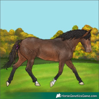 Horse Color:Brown Varnish