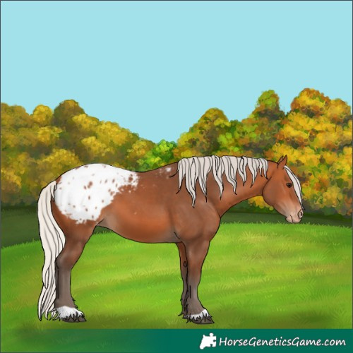 Horse Color:Silver Bay Blanket