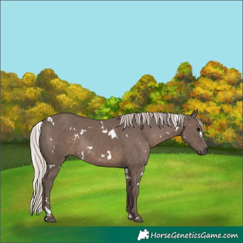 Horse Color:White Spotted Silver Black