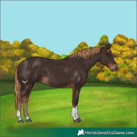 Horse Color:Liver Chestnut Tobiano 