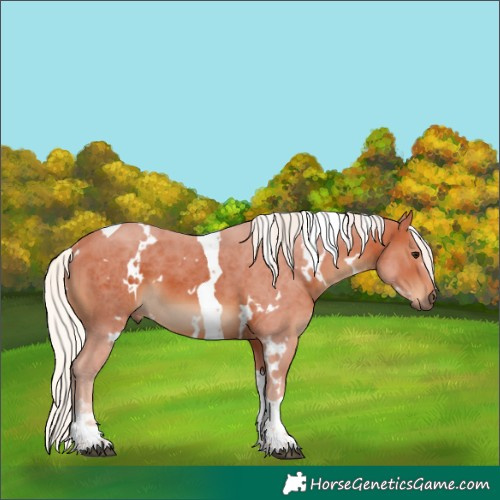 Horse Color:White Spotted Silver Brown Tobiano 