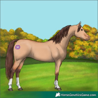 Horse Color:Chocolate Bay Dun