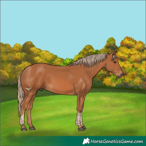 Horse Color:Chestnut Tobiano