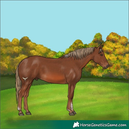 Horse Color:Chestnut Tobiano 