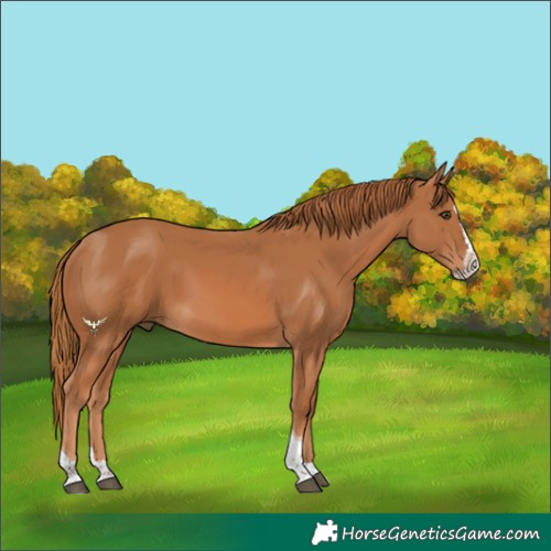Horse Color:Chestnut Splash Tobiano 