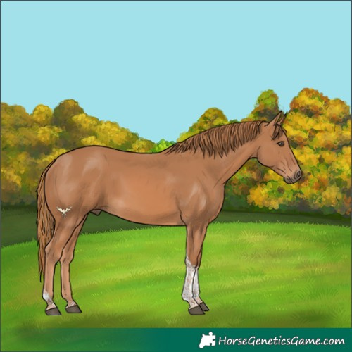 Horse Color:Chestnut Tobiano