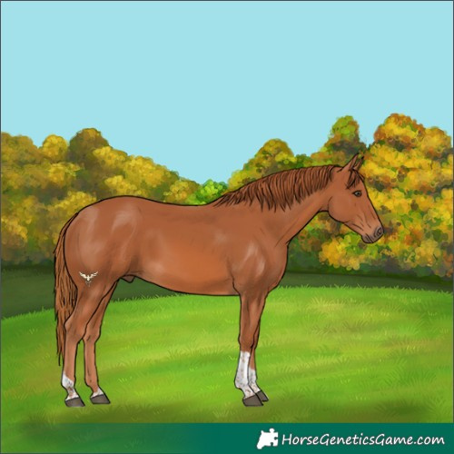 Horse Color:Chestnut Tobiano
