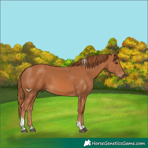 Horse Color:Chestnut Tobiano