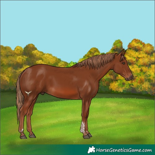 Horse Color:Chestnut Tobiano