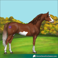 Horse Color:Chestnut Splash Frame 