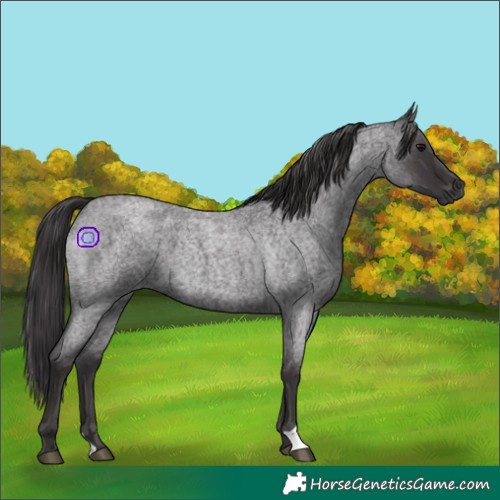 Horse Color:Smoky Blue Roan 