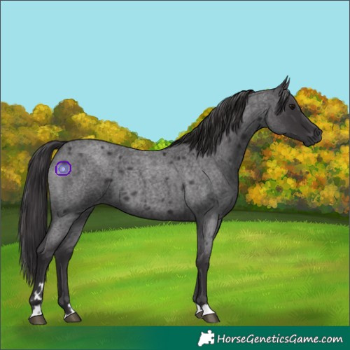 Horse Color:Smoky Blue Roan 