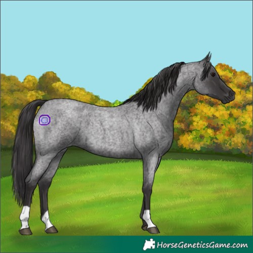 Horse Color:Smoky Blue Roan