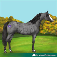 Horse Color:Smoky Blue Roan Splash