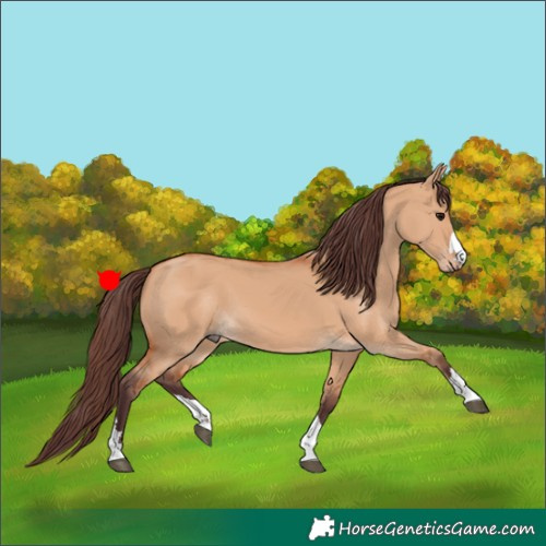 Horse Color:Chocolate Bay Dun 