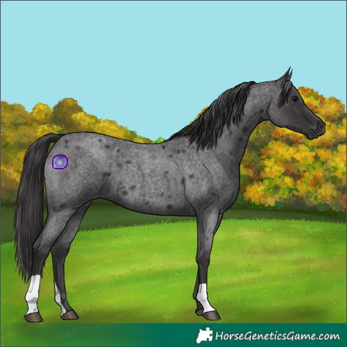 Horse Color:Smoky Blue Roan