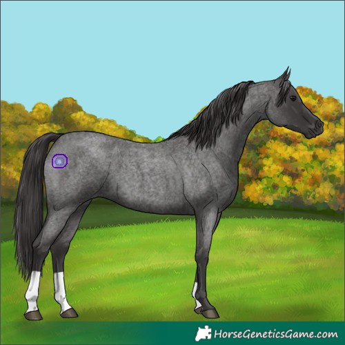 Horse Color:Smoky Blue Roan