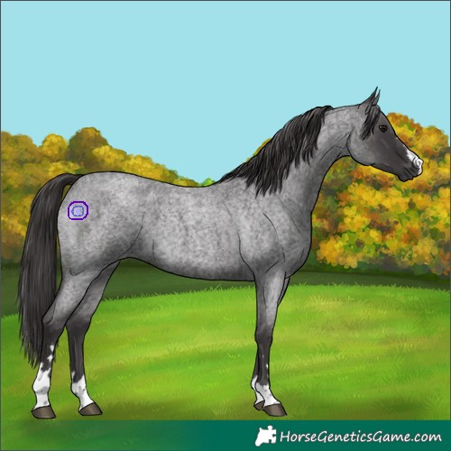 Horse Color:Smoky Blue Roan 
