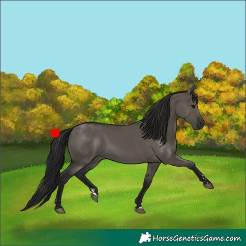 Horse Color:Gray Grullo