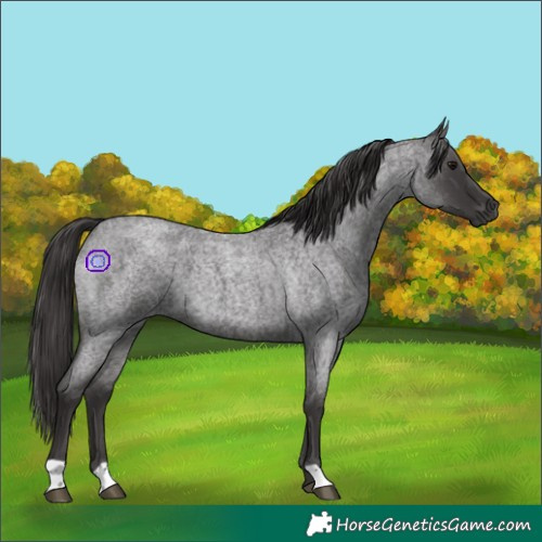 Horse Color:Smoky Blue Roan 