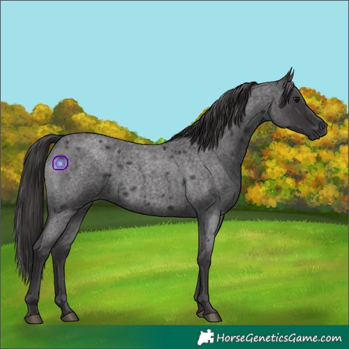Horse Color:Smoky Blue Roan 