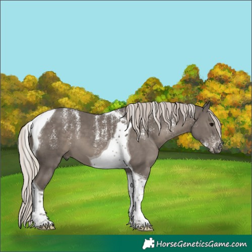 Horse Color:Powder White Silver Black Tobiano 