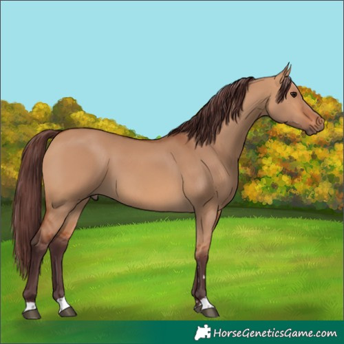 Horse Color:Chocolate Bay Dun 