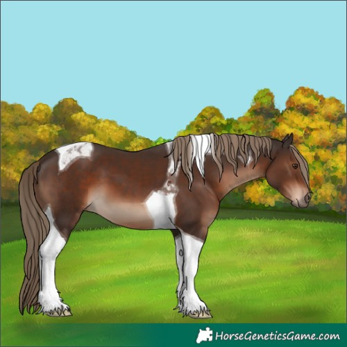 Horse Color:Liver Chestnut Tobiano