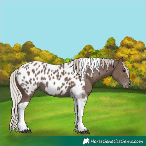 Horse Color:Silver Black Tobiano Appaloosa