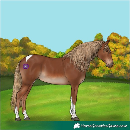 Horse Color:Chestnut Tobiano Rabicano