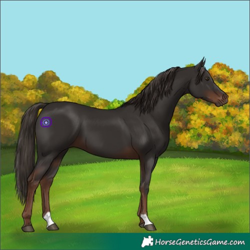 Horse Color:Liver Chestnut