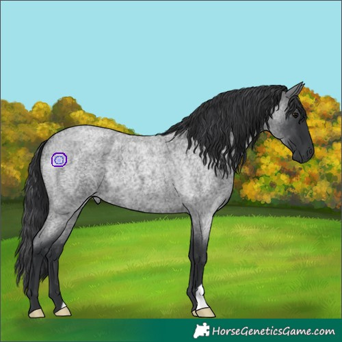 Horse Color:Blue Roan 