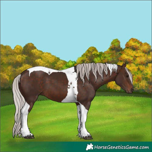 Horse Color:Silver Brown Tobiano