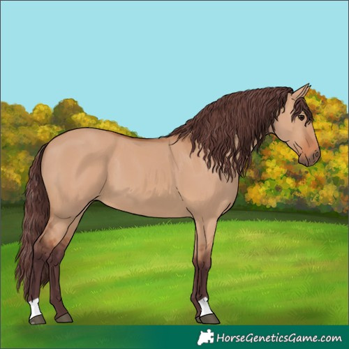 Horse Color:Chocolate Bay Dun