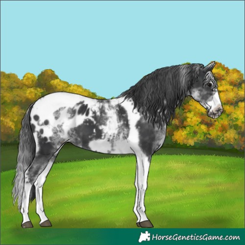 Horse Color:White Spotted Black Splash Tobiano Frame Blanket 