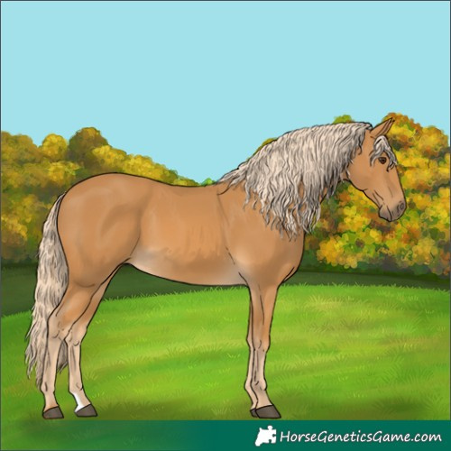 Horse Color:Palomino