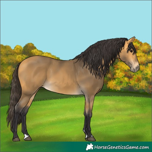 Horse Color:Buckskin