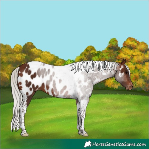 Horse Color:Silver Brown Tobiano Appaloosa 
