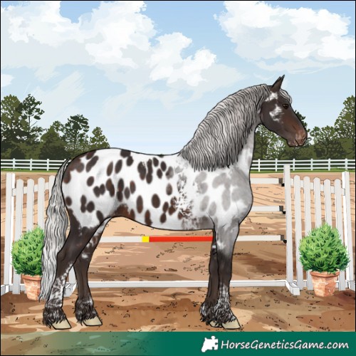 Horse Color:Silver Brown Tobiano Near Leopard