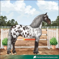 Horse Color:Silver Brown Tobiano Appaloosa