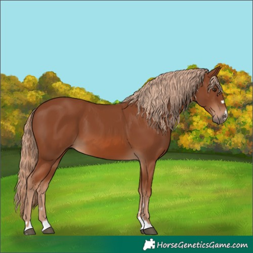 Horse Color:Chestnut 