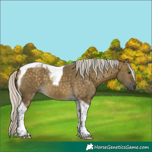 Horse Color:Silver Buckskin Dun Tobiano 
