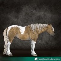 Horse Color:Silver Buckskin Dun Tobiano